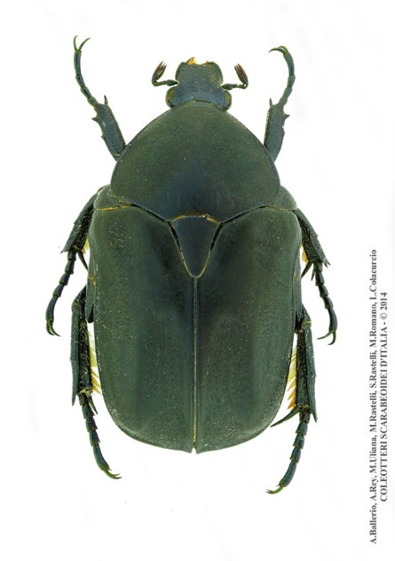 Protaetia opaca